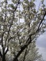 Trees bloom again each year, so can you in your career